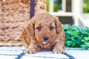 Bri - Miniature Poodle for sale