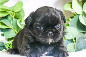 Blossom - puppy for sale