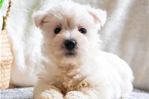 Elle - West Highland White Terrier - Westie for sale