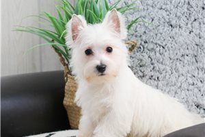 Lacey - West Highland White Terrier - Westie for sale