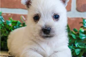 Olive - West Highland White Terrier - Westie for sale