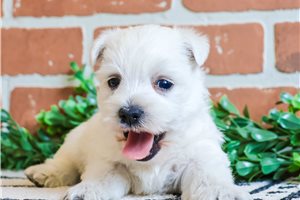 Opal - West Highland White Terrier - Westie for sale