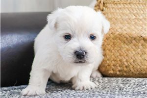 Emme - West Highland White Terrier - Westie for sale
