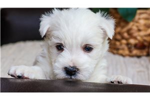 Patrick - West Highland White Terrier - Westie for sale