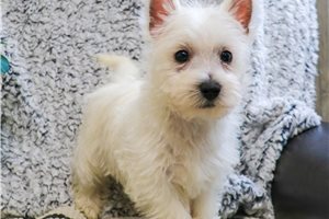 Levi - West Highland White Terrier - Westie for sale
