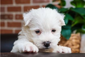 Poppy - West Highland White Terrier - Westie for sale