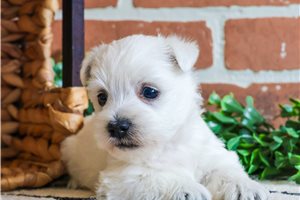 Oliver - West Highland White Terrier - Westie for sale