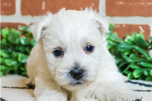 Peggy - West Highland White Terrier - Westie for sale