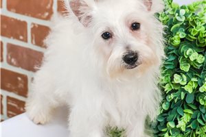 Lacey - West Highland White Terrier - Westie for sale