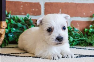 Orin - West Highland White Terrier - Westie for sale