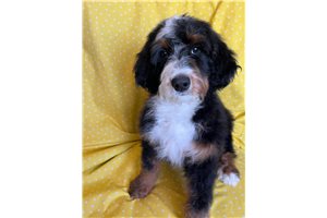 Shorty - Bernedoodle for sale
