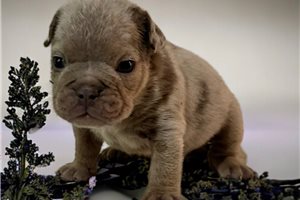 Enzo - puppy for sale