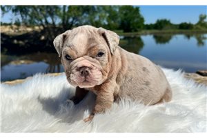 Easton - English Bulldog for sale