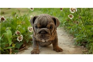 Elias - English Bulldog for sale