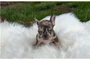 Ezra - French Bulldog for sale