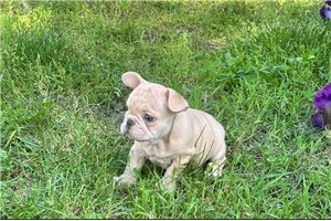 Duncan - French Bulldog for sale