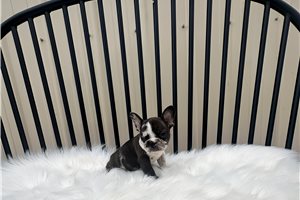 Elijah - French Bulldog for sale