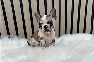 Elizabeth - French Bulldog for sale