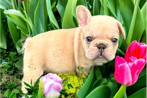 Willy - French Bulldog for sale
