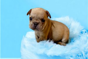 Willy - French Bulldog for sale