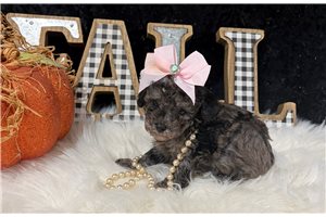 Primadonna - Toy Poodle for sale