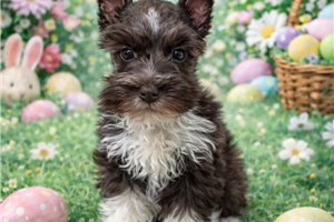 Sammy - Schnauzer, Miniature for sale
