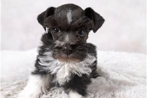 Sammy - Schnauzer, Miniature for sale