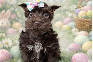 Sierra - Miniature Schnauzer for sale