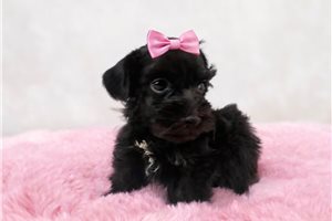 Sierra - puppy for sale