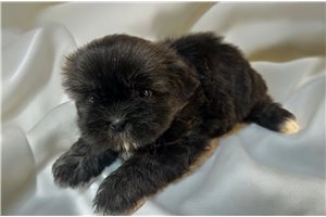 Jabari - puppy for sale