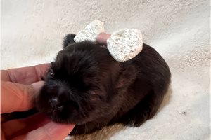 Eliana - puppy for sale