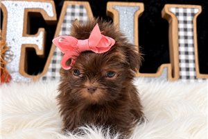 Princess - Shih Tzu for sale