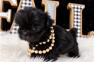 Rosalie - Shih Tzu for sale