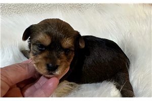 Maverick - Yorkshire Terrier - Yorkie for sale
