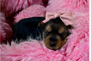 Madison - Yorkshire Terrier - Yorkie for sale