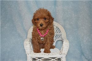 Nala - Poodle, Toy for sale