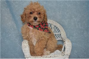 Gotti - Poodle, Toy for sale