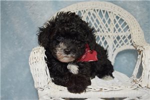 Conner - Toy Poodle for sale
