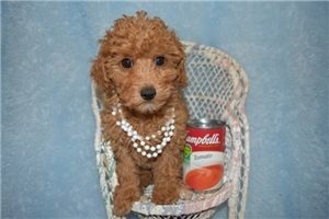Cinnamon - Poodle, Toy for sale