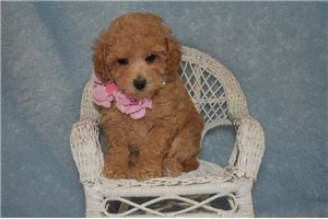 Cayenne - Poodle, Toy for sale