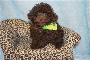 Jinky - Poodle, Toy for sale