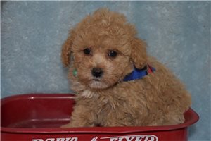 Cooper - Poodle, Toy for sale