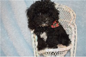 Jiminy - Poodle, Toy for sale