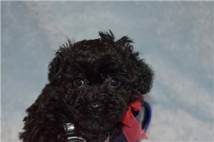 Christine - Poodle, Toy for sale