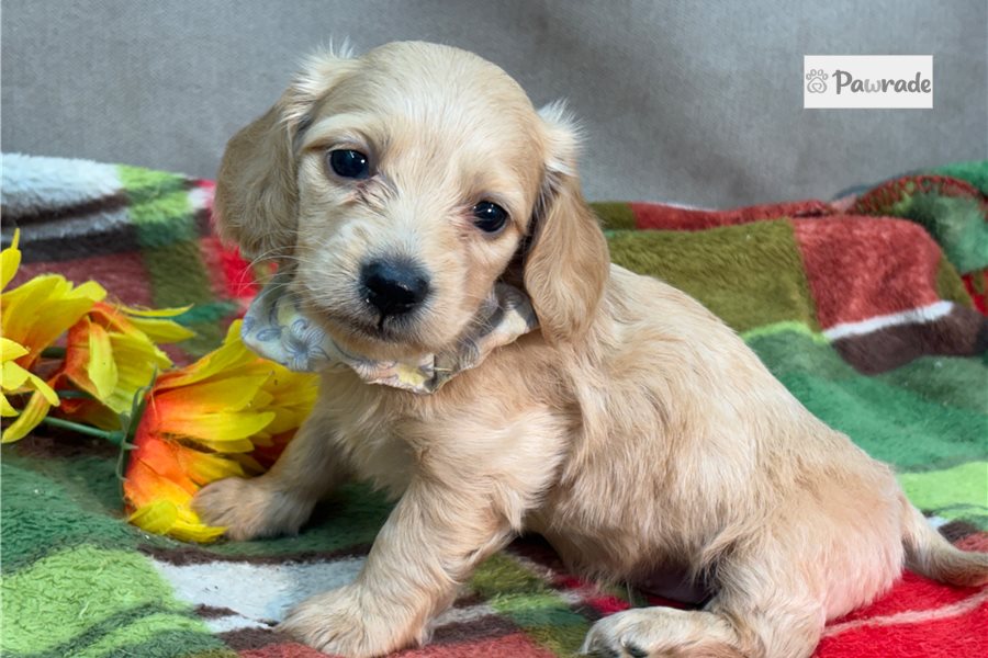 Wisteria - Mini Dachshund for sale