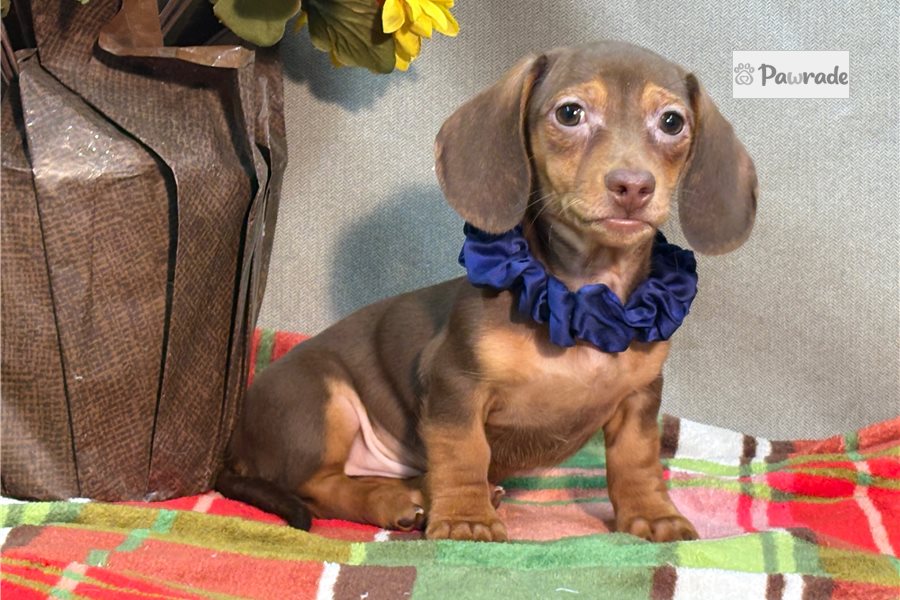 Sherman - Mini Dachshund for sale