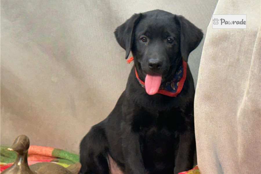 Norbit, male Labrador Retriever puppy for sale