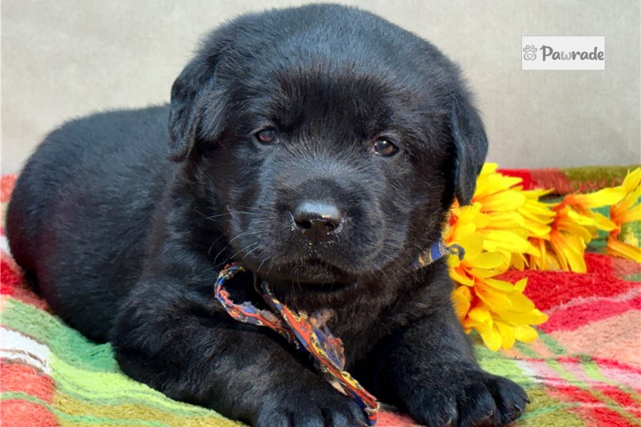 Voyager, male Labrador Retriever puppy for sale