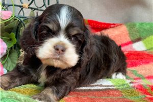 Klaus - puppy for sale