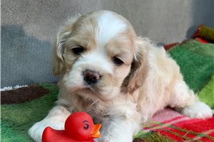 Kayla - Cocker Spaniel for sale